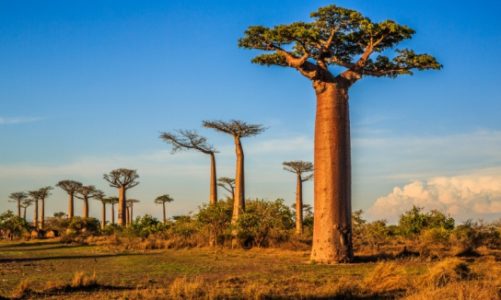 „Halo Madagaskar!”. Edukacyjny park dla młodych odkrywców